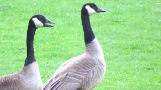 Canada Geese HONKING DOG Alarm Call [upl. by Franky]