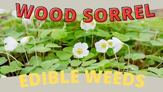 Edible Weed Wood Sorrel Harvesting and Culinary Magic for Wild Food Enthusiasts 🌿🍽️ [upl. by Tenenbaum]