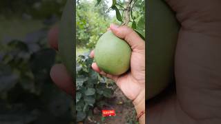 Picking and Showing green bael bael baelfruit fruit fruitpicker fruitfarming fruits pholo [upl. by Ambros239]