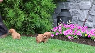 Cavapoo Puppies For Sale [upl. by Zela965]