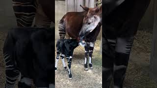 Okapi Calf is a Boy  Cincinnati Zoo shorts [upl. by Niran]