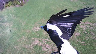 Bird attack on Syma X5C quadcopter during flight [upl. by Adnav]