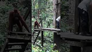 WILD BABY Orangutan in Sepilok Borneo 🦧 orangutan borneo backpacking travelshorts sepilok [upl. by Anneehs]