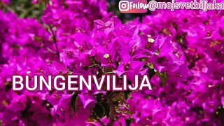 BUNGENVILIJA Bogumila mediteranska lepotica jedna od najlepših cvetnica nega i gajenje💖 [upl. by Onitnelav593]