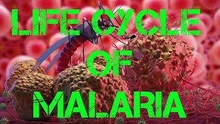 Life Cycle of Malaria Parasite Primary host Mosquito Secondary host Human Plasmodium vivax [upl. by Haridan177]