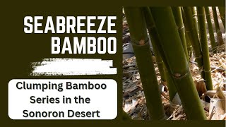 Seabreeze Bamboo Highlight  bambusa malingensis [upl. by Astrix340]