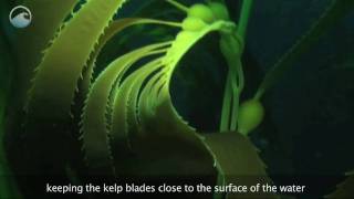 Underwater Kelp Forests [upl. by Niwre500]