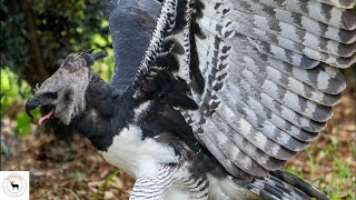 Harpy Eagle Calls [upl. by Kress]