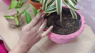 Dracaena Fragrans plant care and guide [upl. by Ettenna]