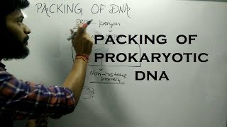 Packing of DNA in Prokaryotic Cell [upl. by Anirrak]