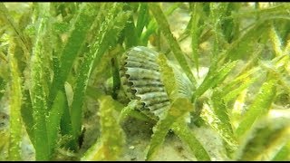 Scallop Harvest Season 101 [upl. by Kim192]