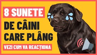 8 SUNETE DE CÂINI CARE PLÂNG [upl. by Annahahs]