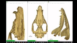 Skull and dental formula of the opossum [upl. by Steele510]