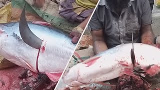 13 KG Giant Pangas Fish Cutting Skills LiveIn Fish Market  Pangasius Catfish Cutting [upl. by Reffineg]