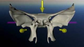 Sphenoid in craniosacral movement [upl. by Howlyn]