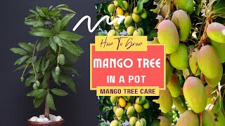 How To Grow Mango Tree In A Pot  Mango Tree Care [upl. by Shanta]