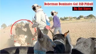 Muzzled Doberman Vs German Shepherd Dominance Aggressive Chihuahua [upl. by Santana]