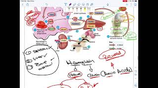 12 Blood Physiology 3 [upl. by O'Gowan]