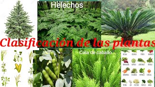 Clasificación de las plantas [upl. by Erna]