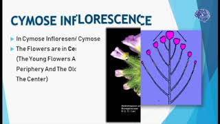 Inflorescence and its types cymose inflorescence [upl. by Annuaerb]