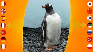 Bird Sounds Gentoo Penguin [upl. by Harobed932]