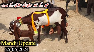 Sahiwal Bakra Mandi New Update 2024 [upl. by Kirschner]