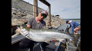 Laxfiske i Bergeforsen 2023 Vi fick årets första LAX  TEAM NOLLKOLL FISHING [upl. by Shuma]