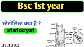 Statocyst of prawn  what is statocyst  function of statocyst  स्टेटोसिस्ट   bsc1st year [upl. by Ut]