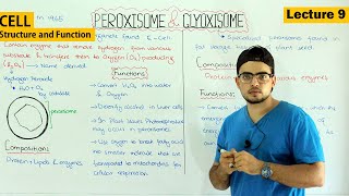 Peroxisomes and glyoxisomes structure and function Video 9 [upl. by Anuhsal859]