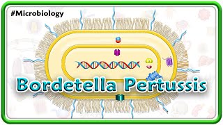 Bordetella Pertussis Animation  Microbiology USMLE Step 1 [upl. by Liuqnoj]