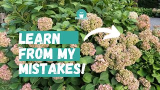 Step by Step How to Deadhead Hydrangeas  Prune Hydrangeas [upl. by Smaj290]