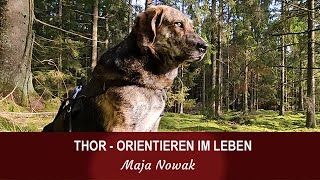 THOR  ORIENTIEREN IM LEBEN  von Maja Nowak [upl. by Ahsircal]