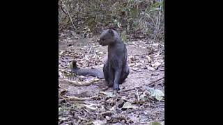 Rare footage of a Jaguarundi wild cat [upl. by Sahc]