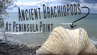 ANCIENT BRACHIOPOD FOSSILS AT PENINSULA POINT [upl. by Ayhdnas]