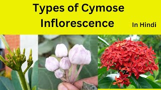 Cymose Inflorescence and it’s types in Hindi Types of Cymose inflorescence class 11 [upl. by Lash553]