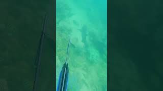 Close up to Whitetip Reef Shark fishing shark spearfishing [upl. by Selrahcnhoj535]