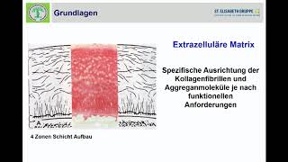 02 Anatomie und Phsysiologie des Knorpels Grundlagen der Biochemie und Histologie [upl. by Hawthorn760]