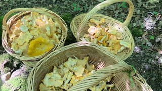 Girolles 2024  une très belle ceuillette entre copains 👍👍 [upl. by Dareen123]