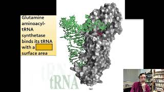 Lecture 27A The Enzymes that Connect tRNA with Their Amino Acids [upl. by Francis]