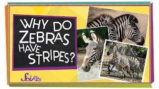 Why Do Zebras Have Stripes  Animal Science for Kids [upl. by Clea]