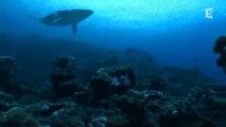 Le Megalodon ancêtre du Requin Blanc DOCUMENTAIRE [upl. by Naraa180]