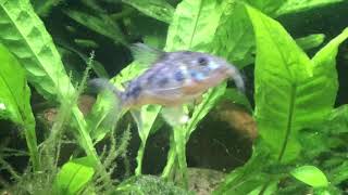 peppered corydoras breeding again [upl. by Etnauq741]