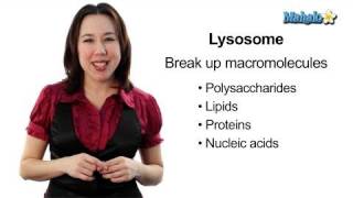 Learn Biology Cells—Lysosomes [upl. by Bigg]