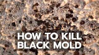 How to Kill Black Mold Safely amp Forever [upl. by Lavud]