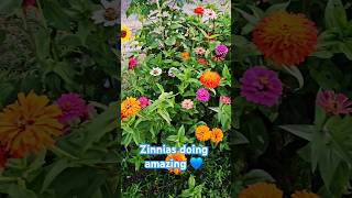 Zinnias blooming garden gardening plants nature zinnias shorts [upl. by Sirdi804]