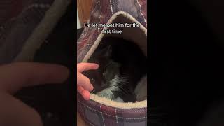 Stray Cat Found Limping Outside Gets Hushed Forever Home [upl. by Ann891]