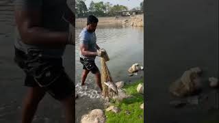 Pagat Ala Motha Jitada😱🔥🐟🐟 Big Baramundi🐠🥵🔥shorts viral 🔥🥵🐟🐠❤️🦐🦀🦞🦑🦪 [upl. by Quince]