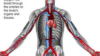 How Blood Flows through the Body Animation  Circulatory System Video [upl. by Brelje]