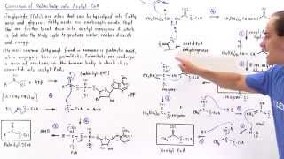 Conversion of Fatty Acids into Acetyl Coenzyme A [upl. by Aihsekan]