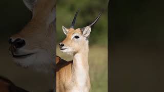 Saiga Antelope Survivors of the Steppes [upl. by Latsyrhk326]